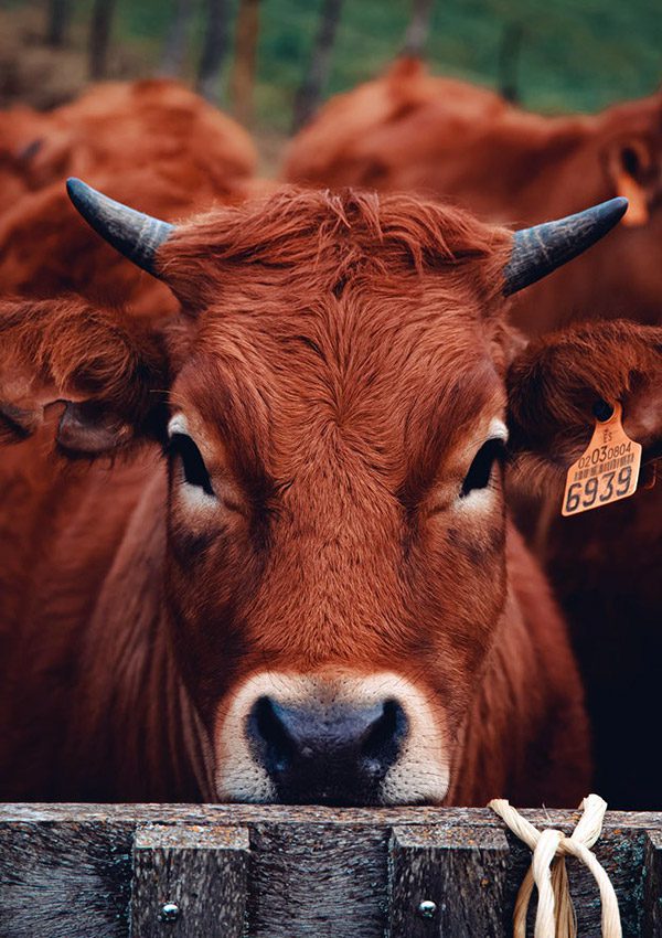 A close up of the head and horns on a cow.